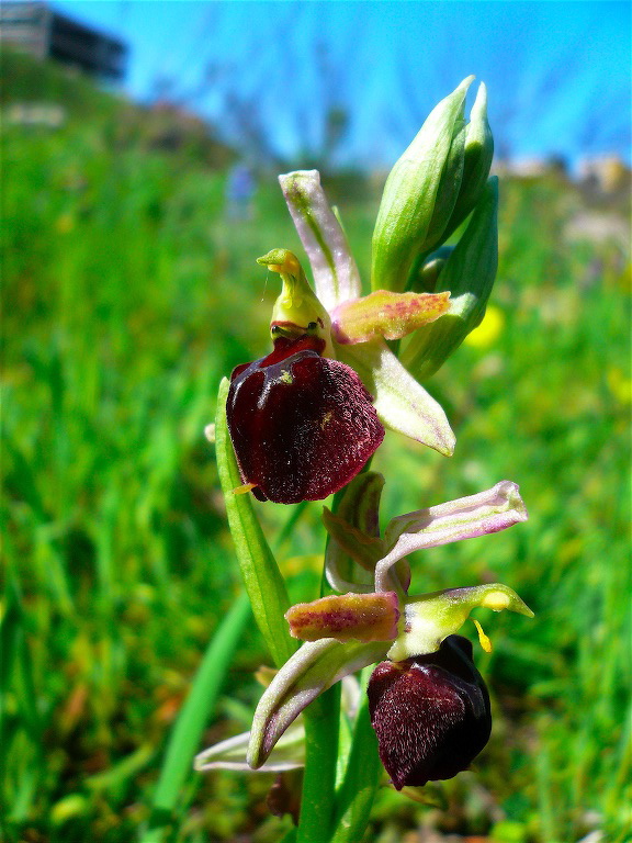 Ophrys , Orchis e ibridi - Orchidee cittadine II